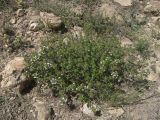 Thymus kotschyanus