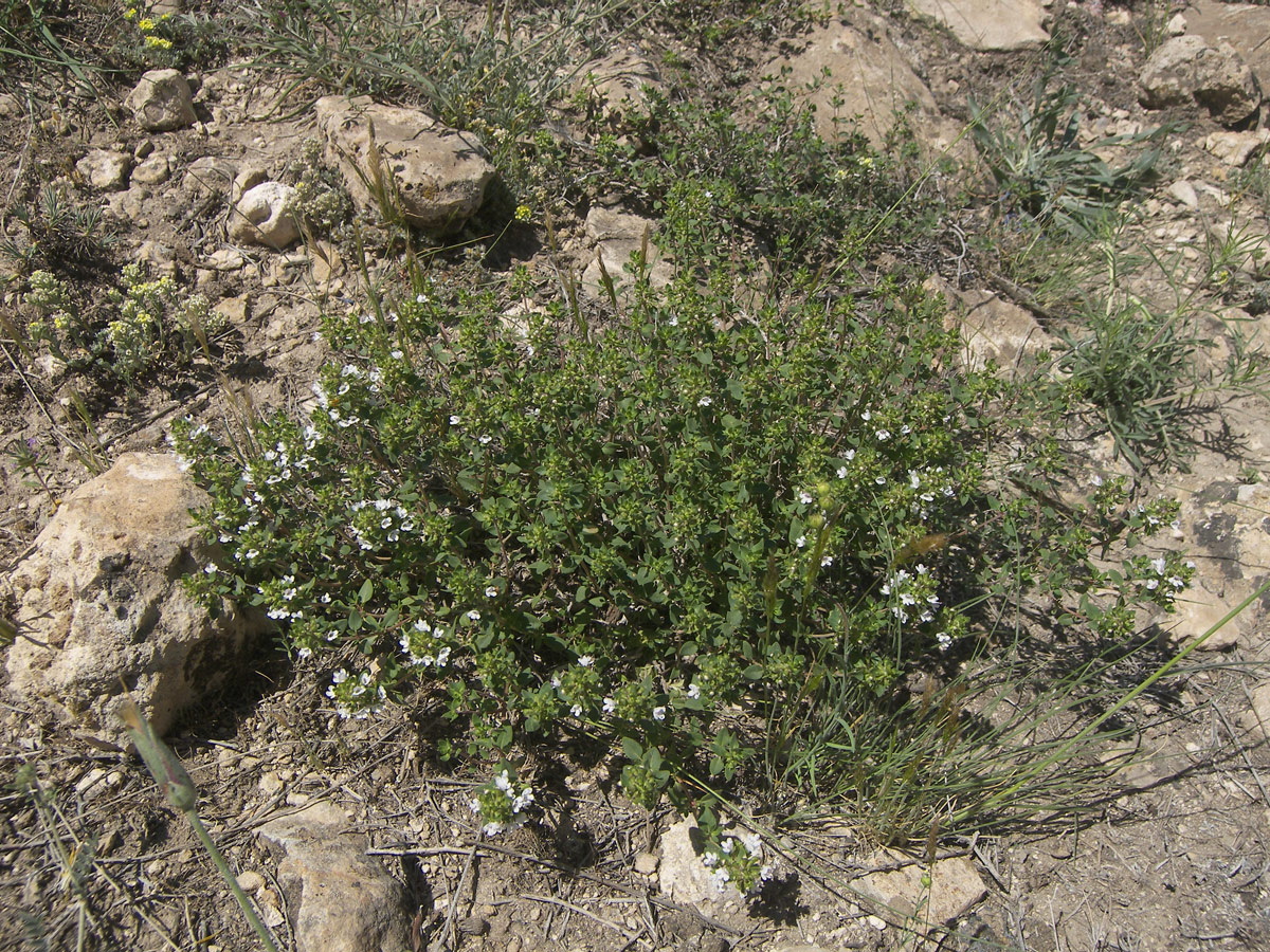 Image of Thymus kotschyanus specimen.