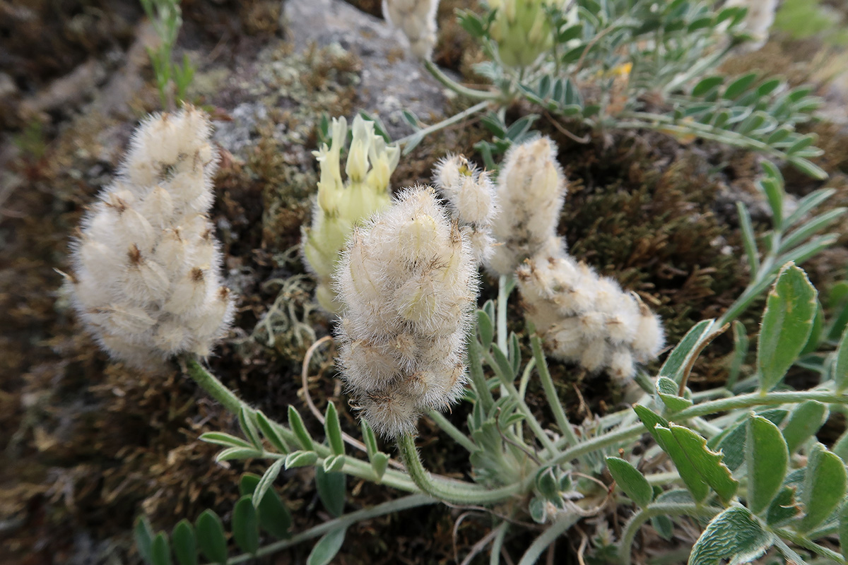 Изображение особи Astragalus lupulinus.