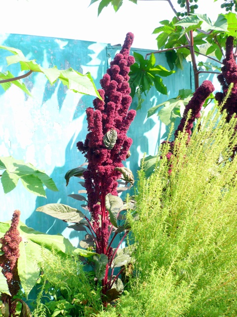 Image of Amaranthus hypochondriacus specimen.
