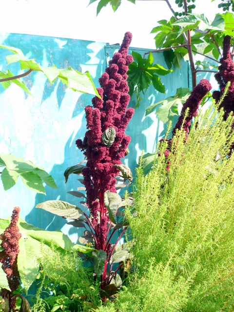 Изображение особи Amaranthus hypochondriacus.