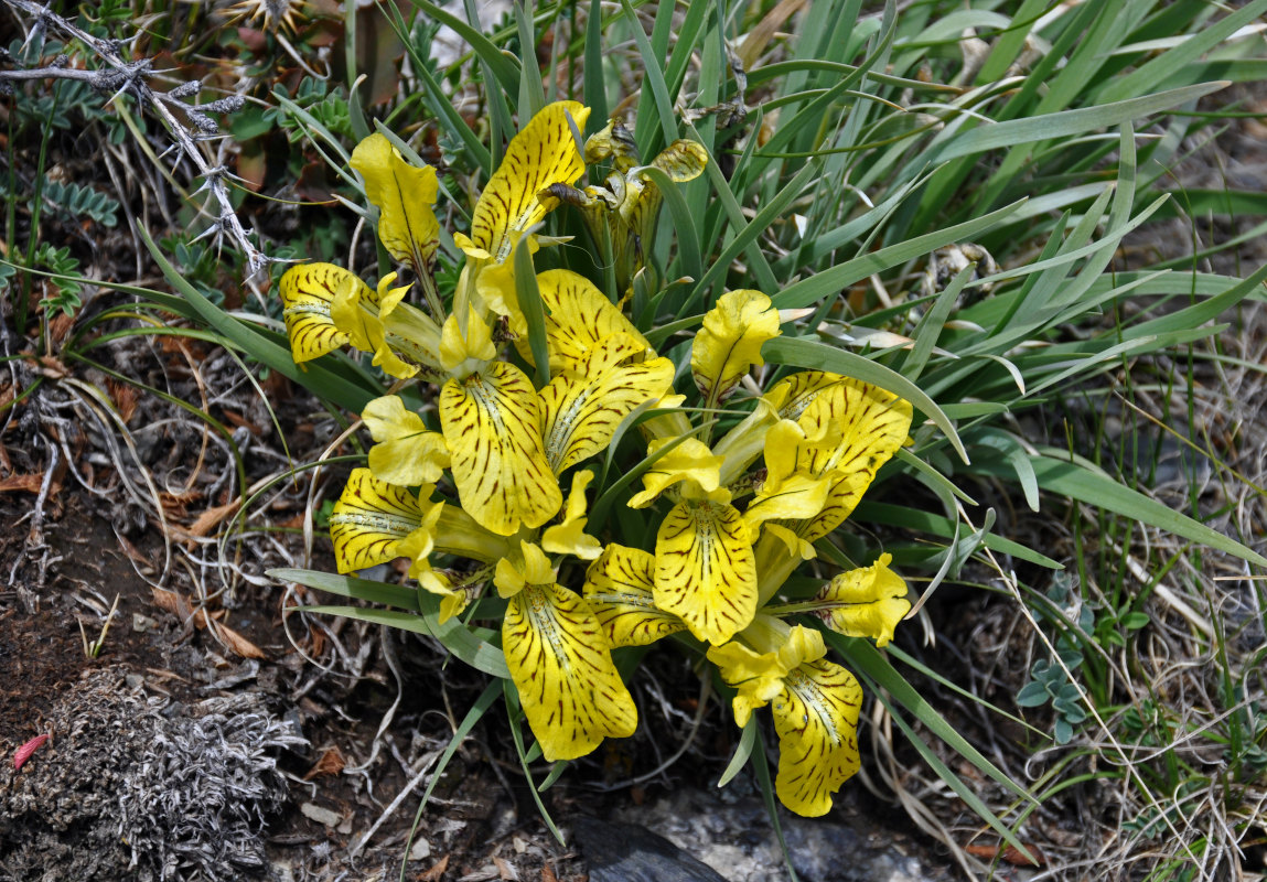 Image of Iris potaninii specimen.