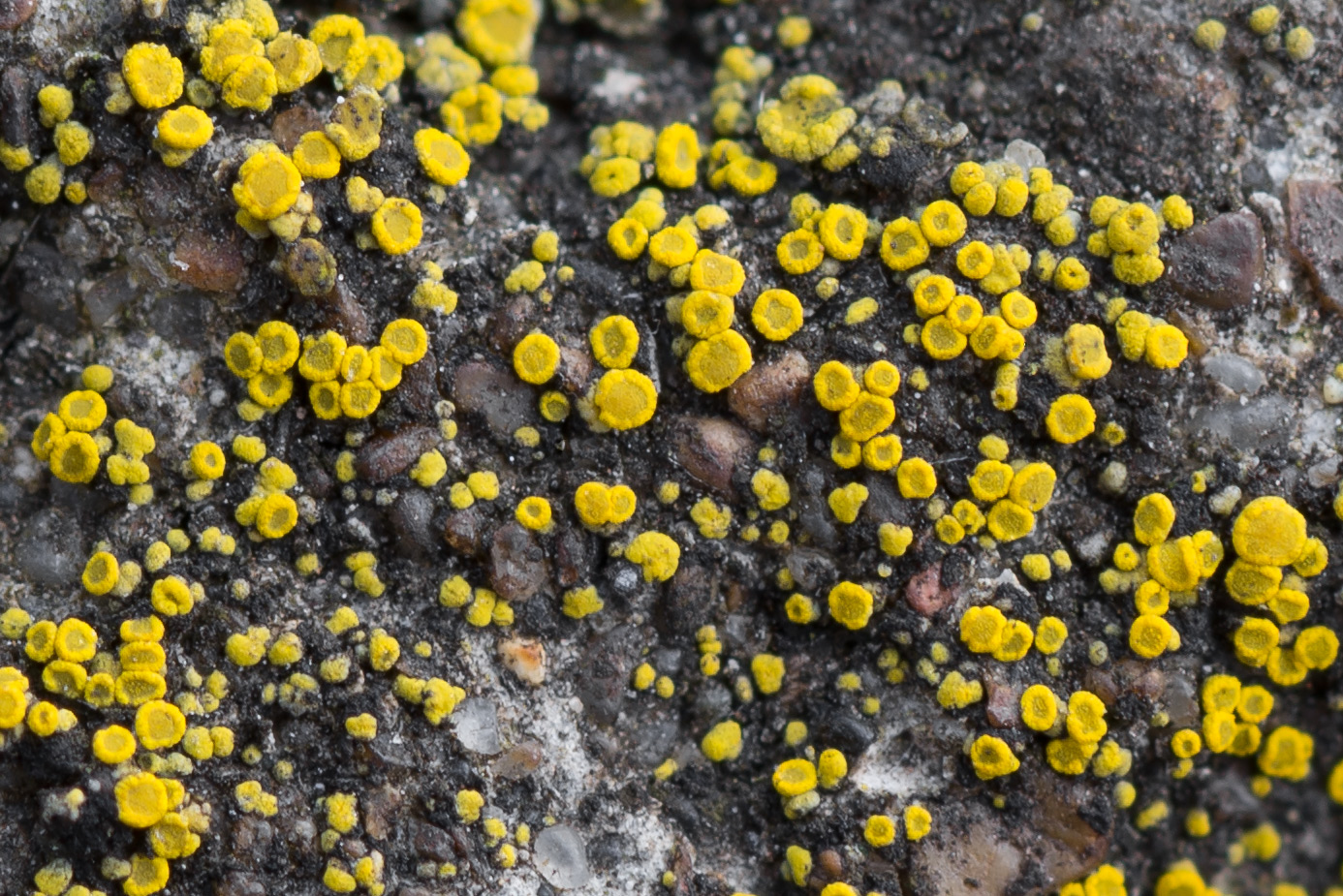 Image of Candelariella aurella specimen.