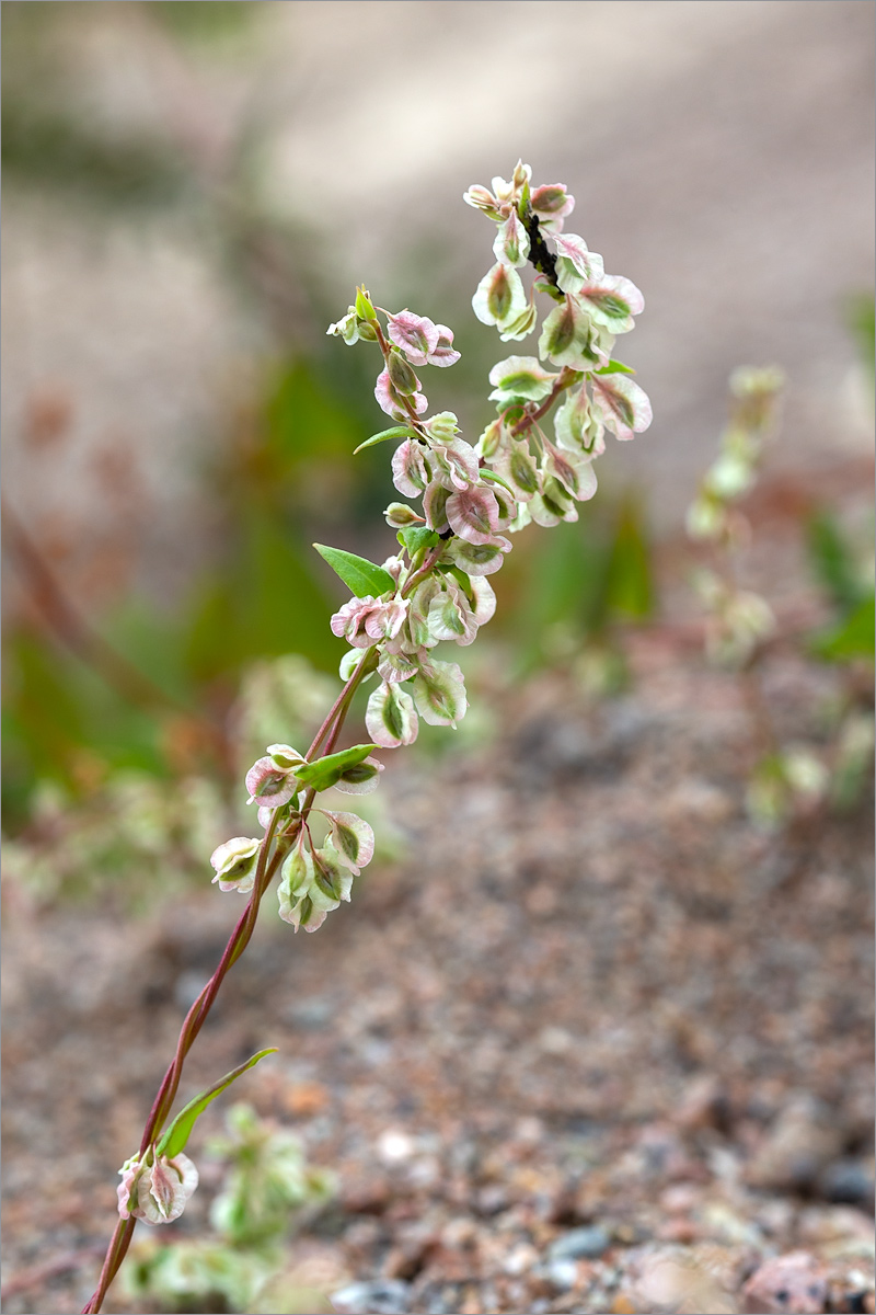 Image of Fallopia dumetorum specimen.