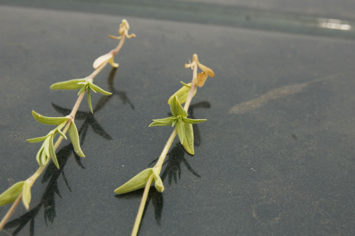 Image of Cerastium arvense specimen.