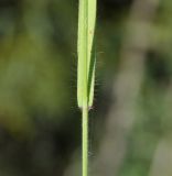 Anisantha sterilis