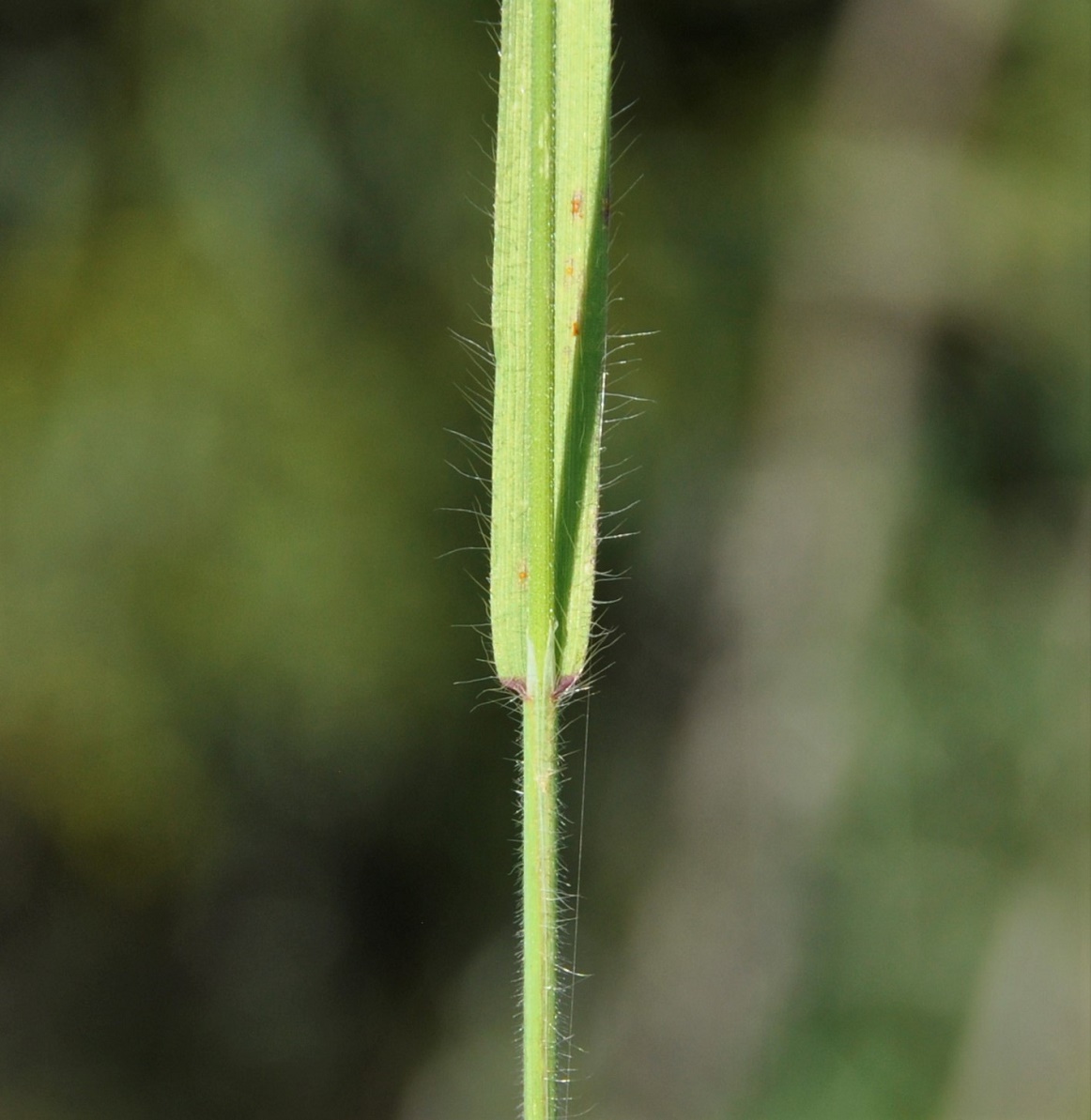 Изображение особи Anisantha sterilis.