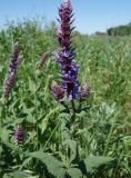 Salvia deserta