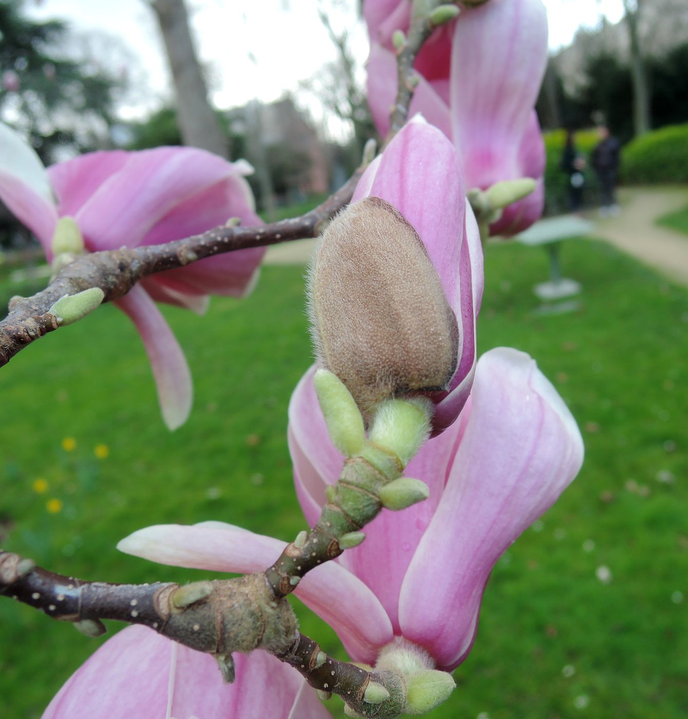 Image of Magnolia &times; soulangeana specimen.