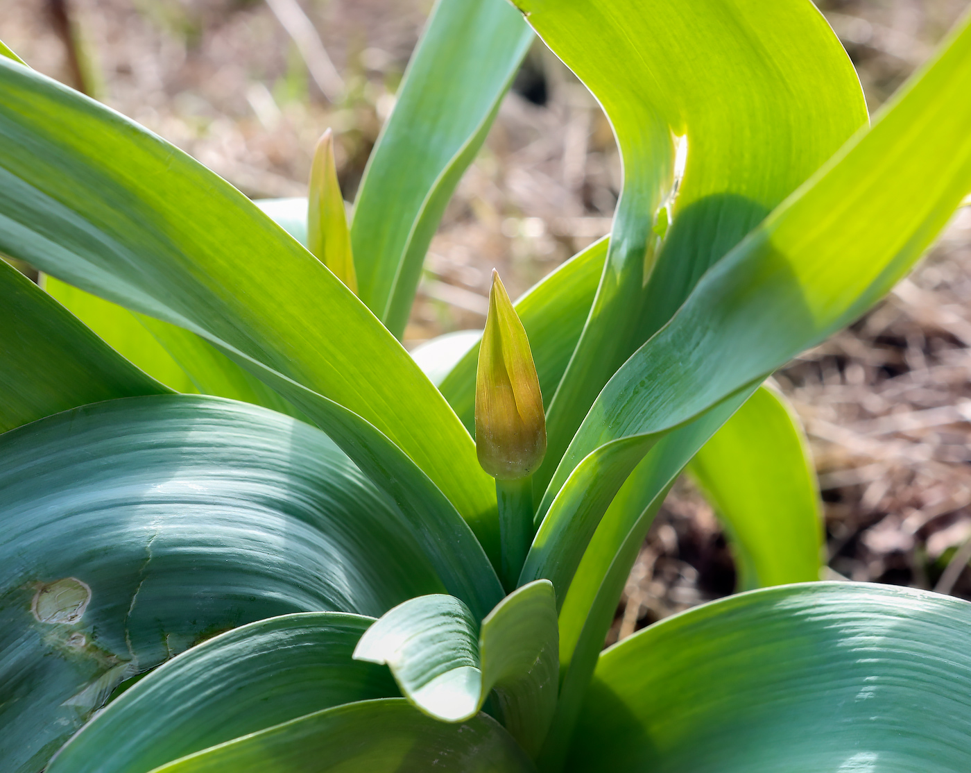 Image of genus Allium specimen.