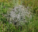 Gypsophila paniculata. Цветущее и плодоносящее растение на восстановленном степном участке. Украина, Черкасская обл., Каневский р-н, Региональный ландшафтный парк \"Трахтемиров\". 3 июля 2010 г.