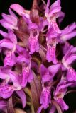 Dactylorhiza incarnata. Часть соцветия. Ленинградская обл., Гатчинский р-н, окр. пос. Пудость, берег реки Ижоры. 18.06.2016.