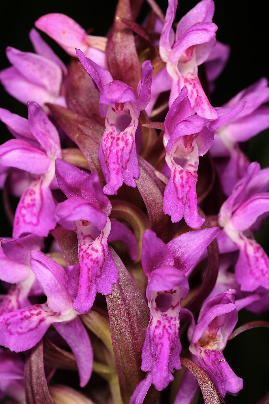 Изображение особи Dactylorhiza incarnata.