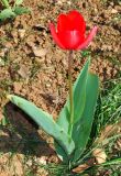 genus Tulipa. Цветущее растение. Узбекистан, г. Ташкент, Ботанический сад им. Ф.Н. Русанова, цветник. 24.03.2019.
