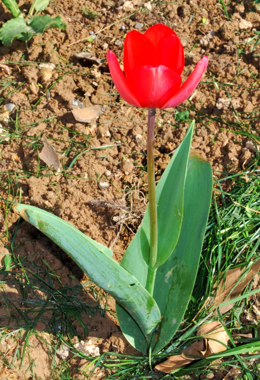 Image of genus Tulipa specimen.