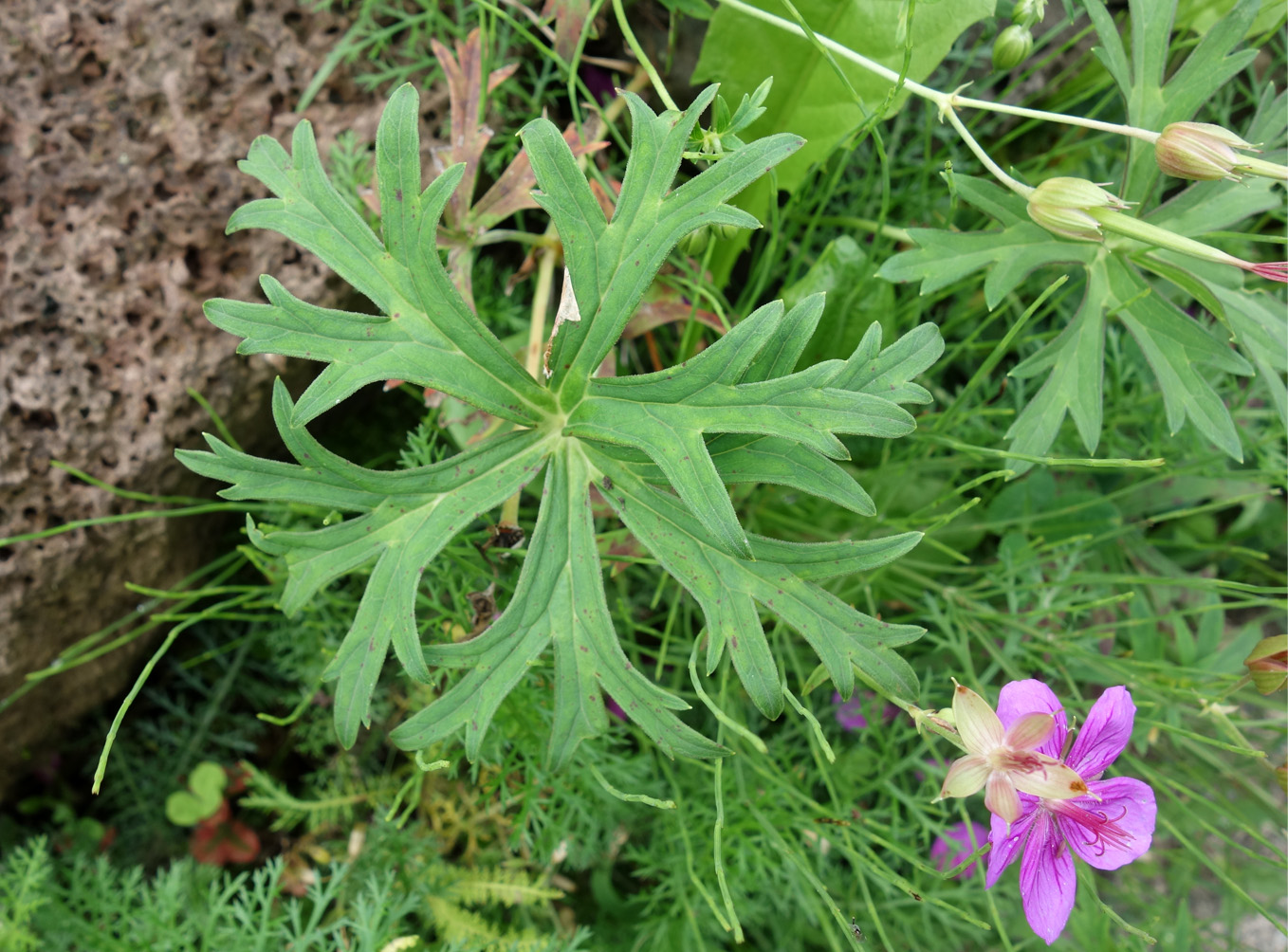 Изображение особи Geranium soboliferum.