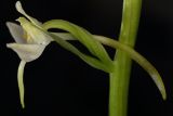 Platanthera chlorantha. Цветок. Санкт-Петербург, Петродворцовый р-н, ж.-д. платформа \"Университетская\", лиственный лес у дороги. 08.06.2014.