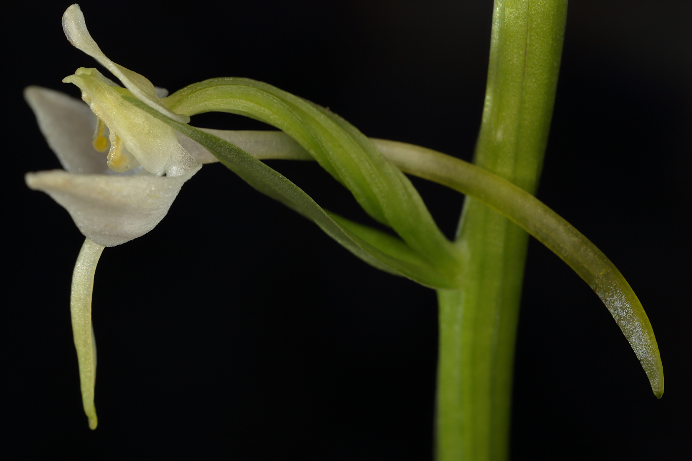 Изображение особи Platanthera chlorantha.