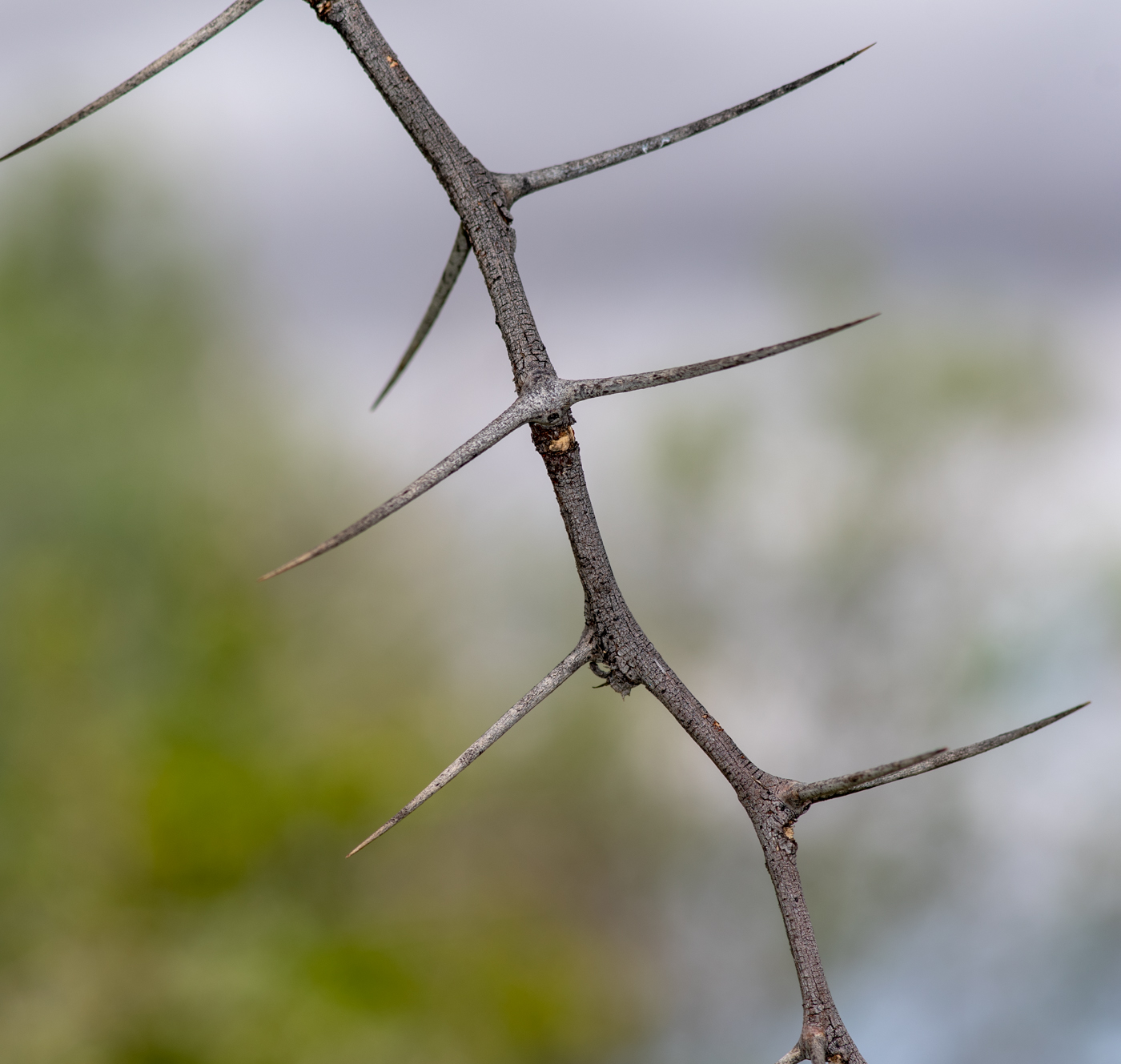 Image of Vachellia erioloba specimen.