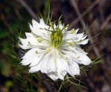 Nigella damascena