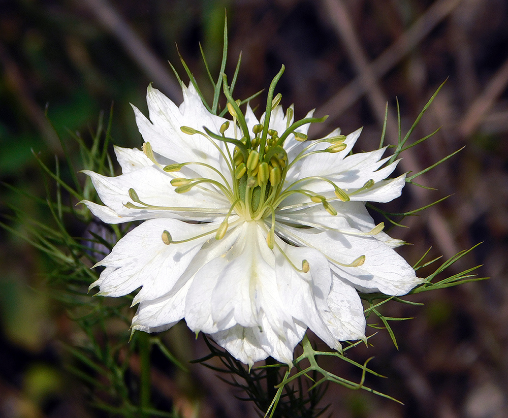 Изображение особи Nigella damascena.