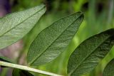 Vicia sepium. Листочки (нижняя сторона). Республика Адыгея, г. Майкоп, южная окраина (северная окраина пос. Краснооктябрьский), недалеко от устья р. Курджипс, луг. 30.05.2020.