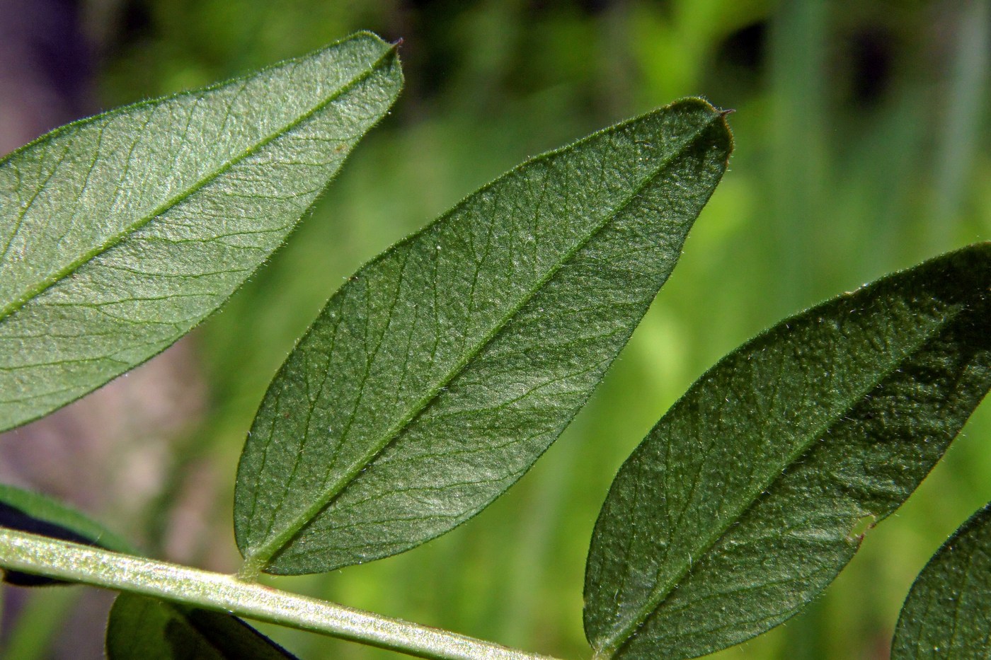 Image of Vicia sepium specimen.