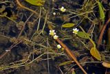 Ranunculus circinatus. Побеги с цветками (рядом видны листья Sagittaria sagittifolia и Alisma plantago-aquatica). Московская обл., Раменский р-н, окр. пос. Гжель, затопленный карьер, в воде. 01.07.2020.