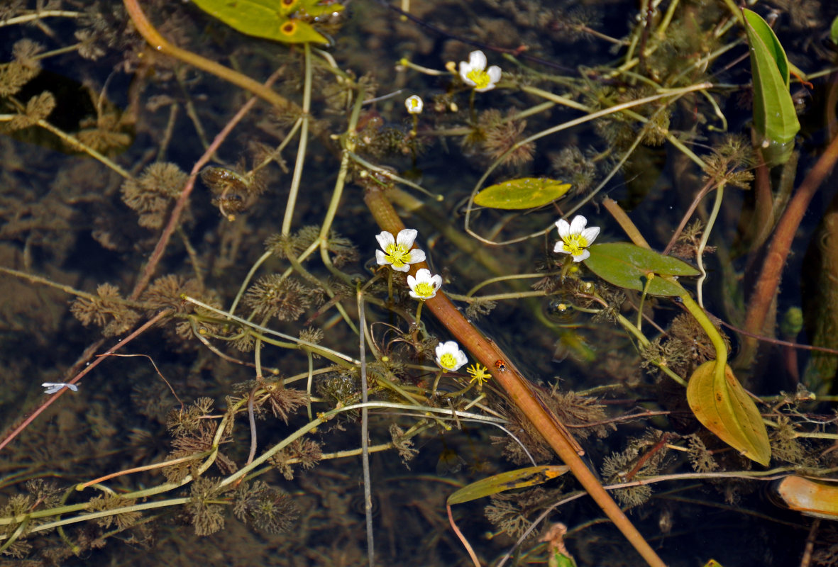 Image of Ranunculus circinatus specimen.