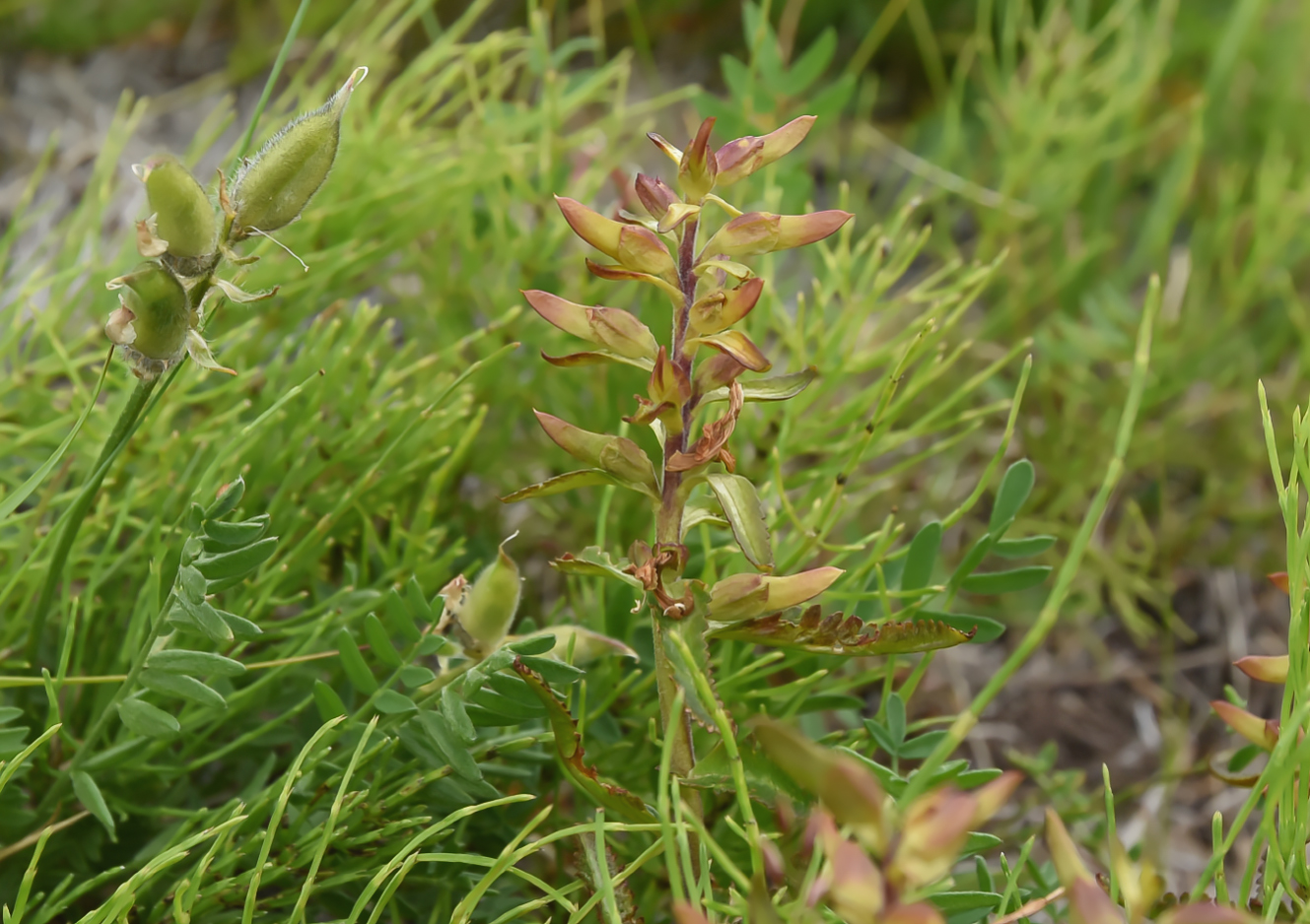 Изображение особи Pedicularis lapponica.