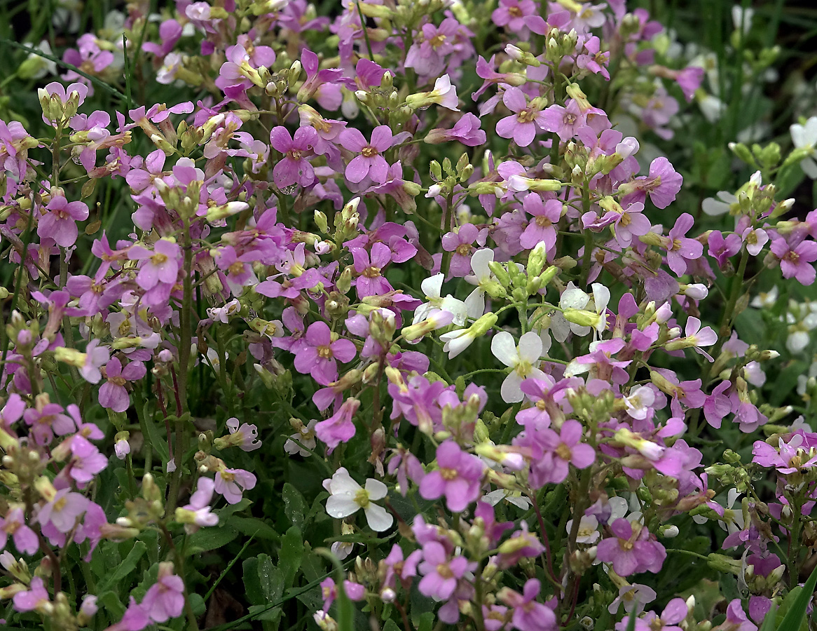 Изображение особи Arabis &times; arendsii.