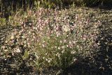 Silene brahuica
