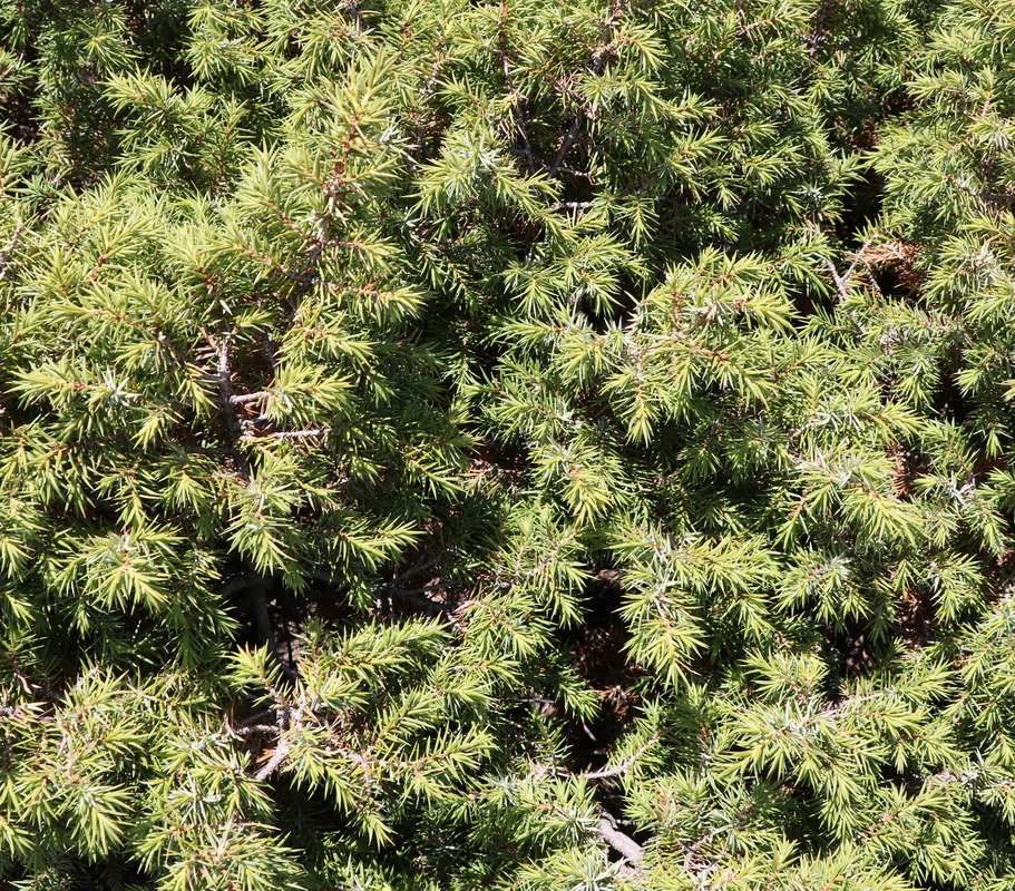 Изображение особи Juniperus oblonga.