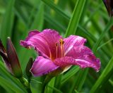 Hemerocallis &times; hybrida