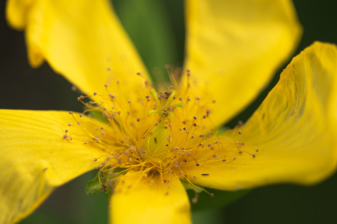 Image of Hypericum ascyron specimen.