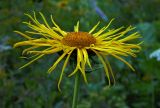 Inula magnifica. Соцветие. Республика Адыгея, Майкопский р-н, Кавказский биосферный заповедник, восточное подножие горы Фишт, территория туристского приюта \"Фишт\", выс. ок. 1590 м н.у.м., высокотравный луг. 01.08.2020.