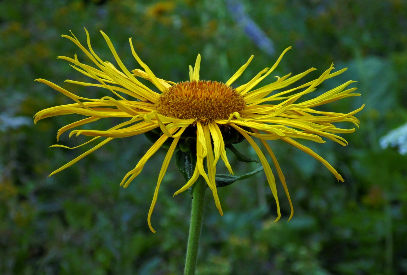 Изображение особи Inula magnifica.