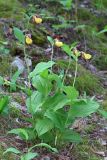 Cypripedium calceolus