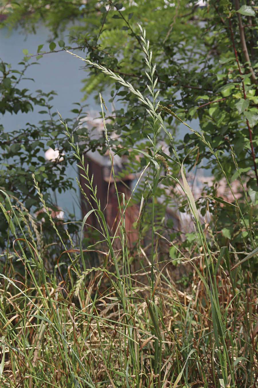 Image of Lolium multiflorum specimen.