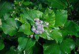 Arctium tomentosum. Верхушка побега с соцветиями в бутонах. Московская обл., Раменский гор. округ, окр. пос. Гжель, опушка смешанного леса. 01.07.2020.