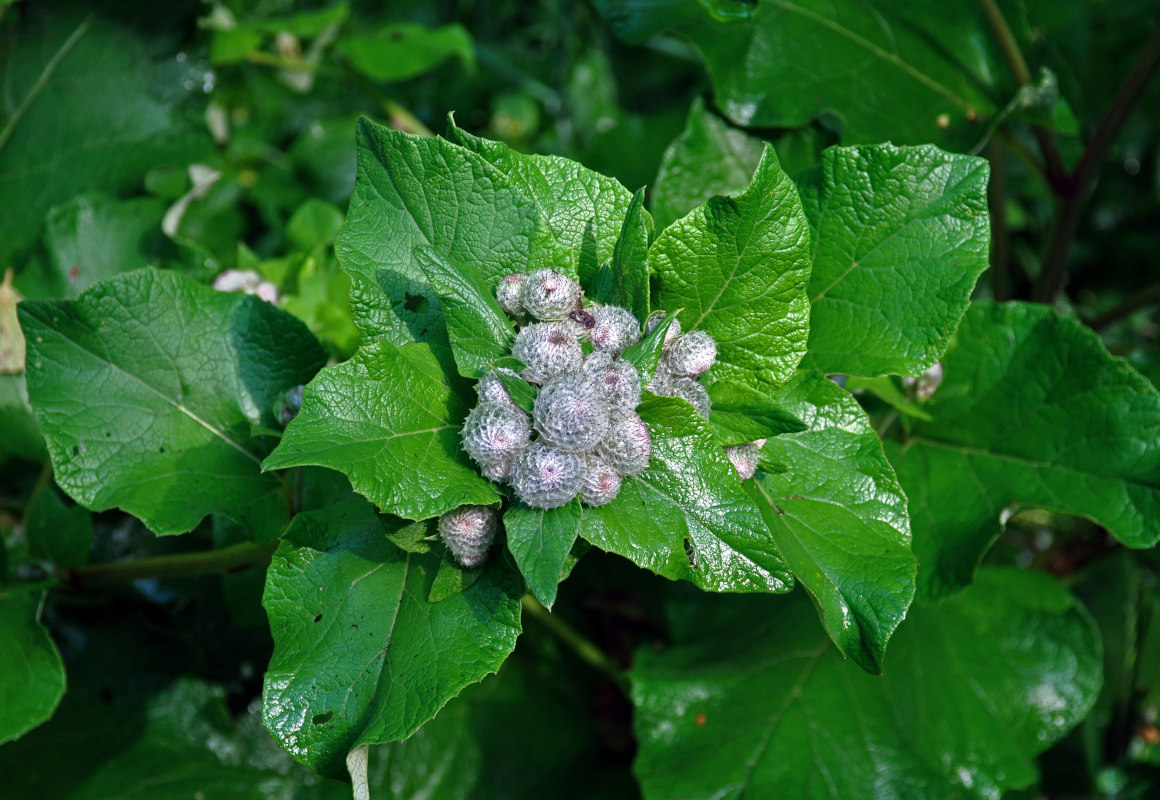 Изображение особи Arctium tomentosum.