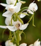 Habenaria linearifolia