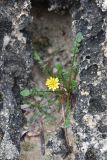 Taraxacum aphrogenes