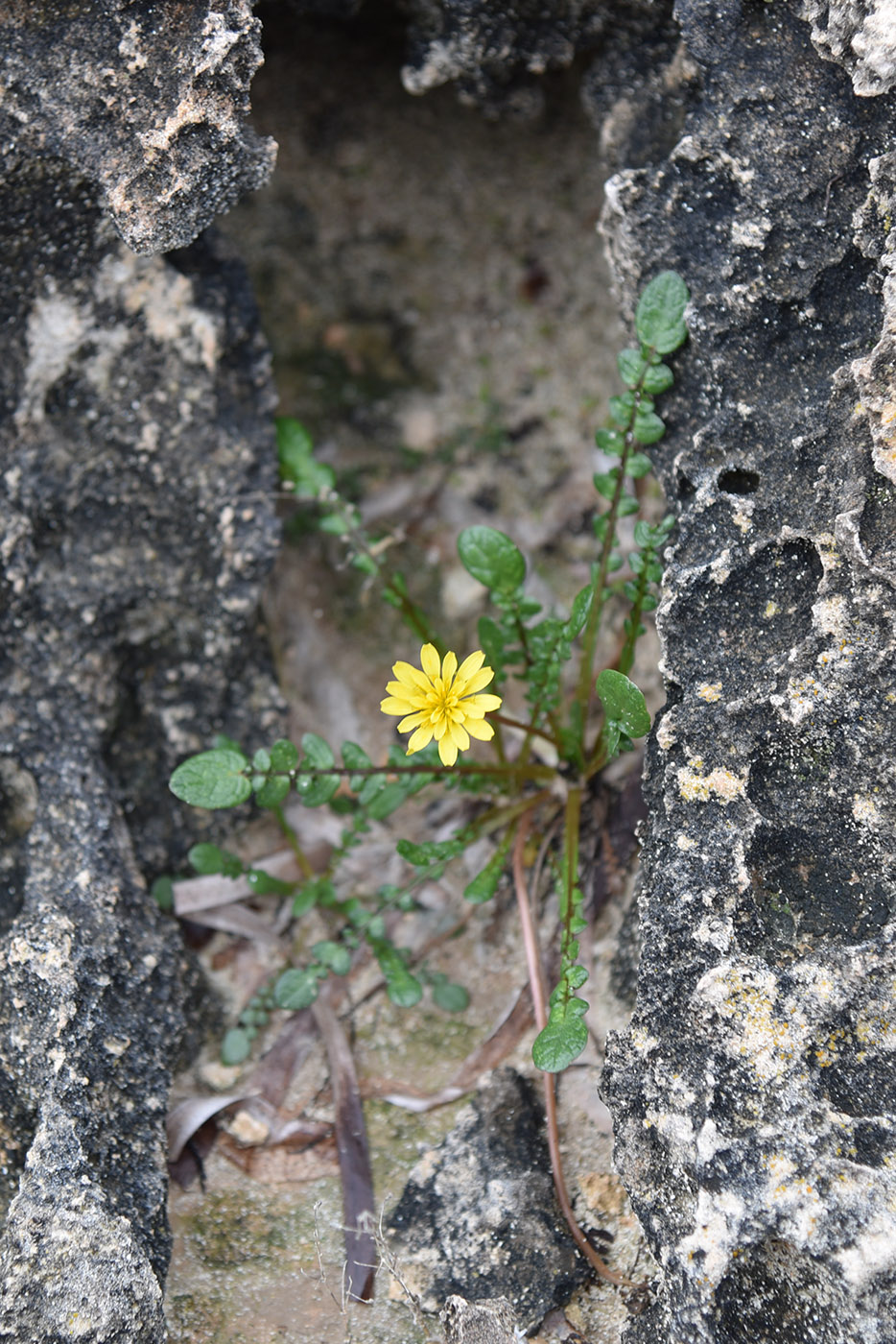 Image of Taraxacum aphrogenes specimen.
