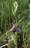 Ophrys apifera