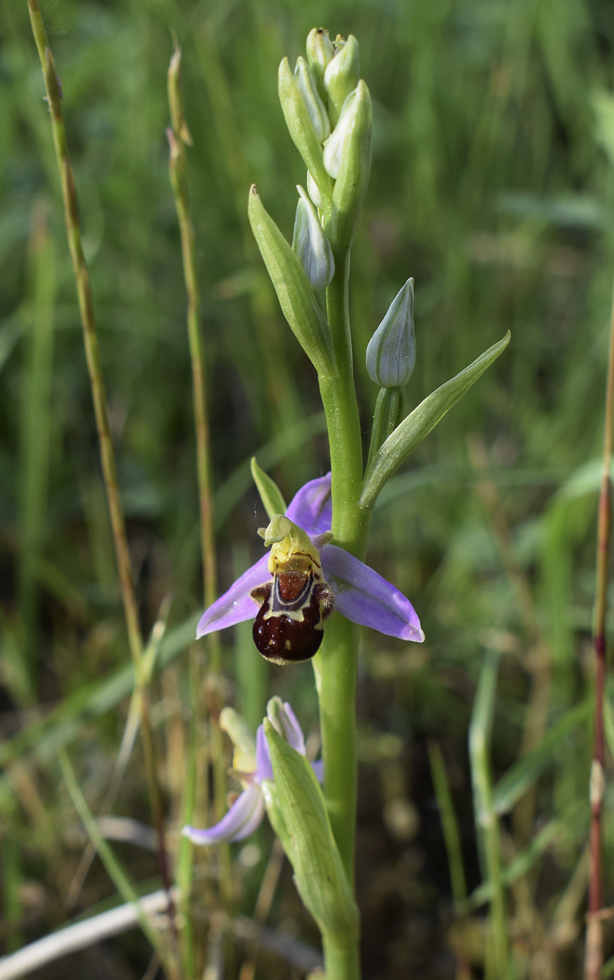 Изображение особи Ophrys apifera.