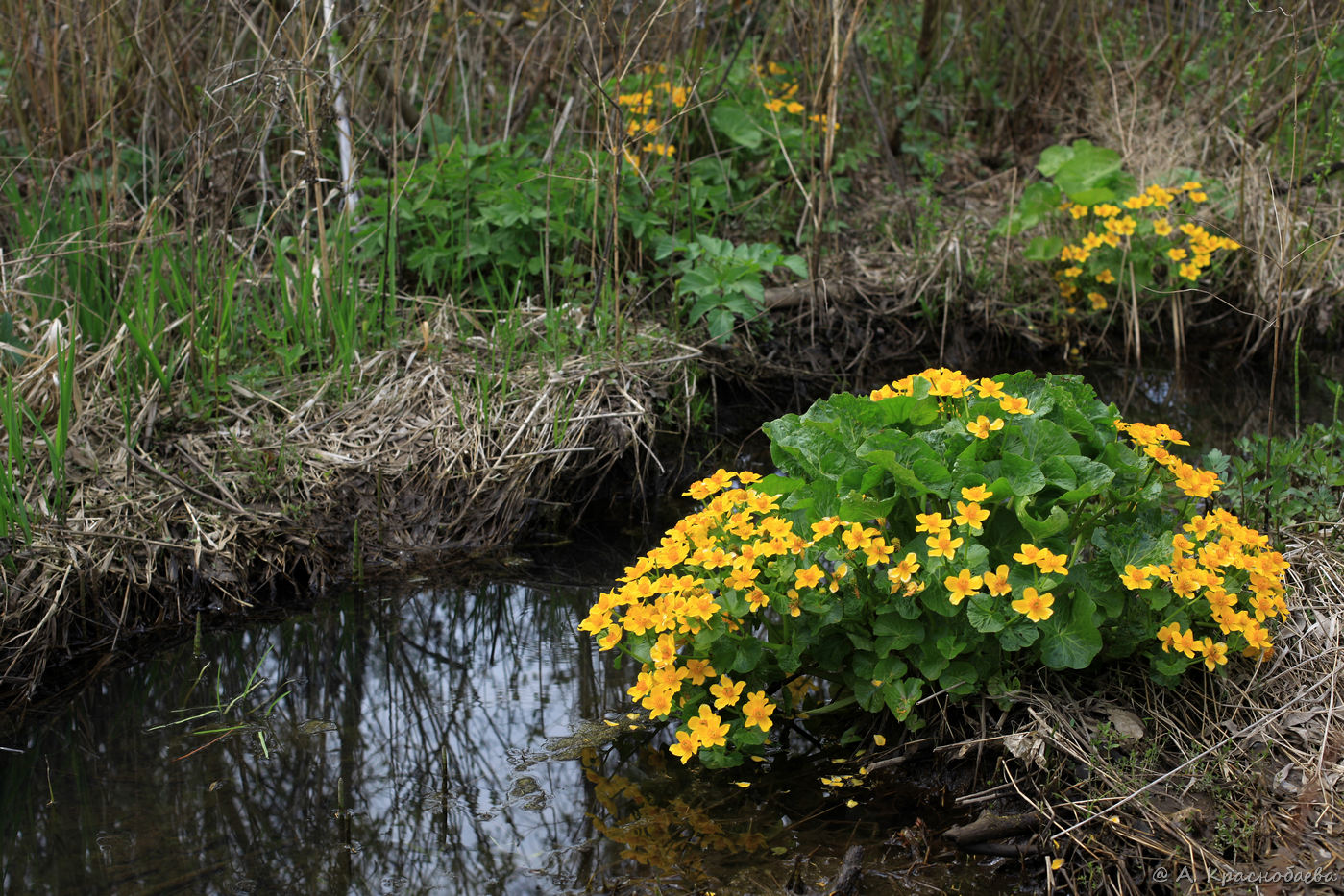 Изображение особи Caltha palustris.