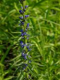 Veronica longifolia. Часть соцветия. Красноярский край, Эвенкийский р-н, государственный природный заповедник \"Тунгусский\", разнотравный луг. 06.07.2013.