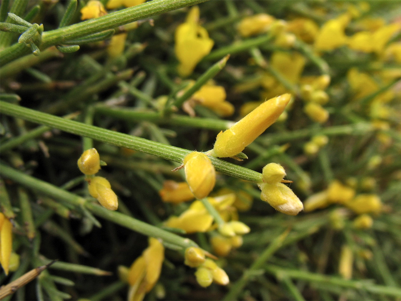 Image of Genista acanthoclada specimen.