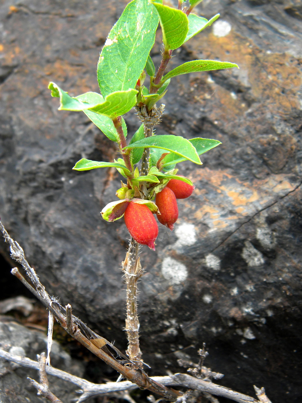 Изображение особи Lonicera hispida.